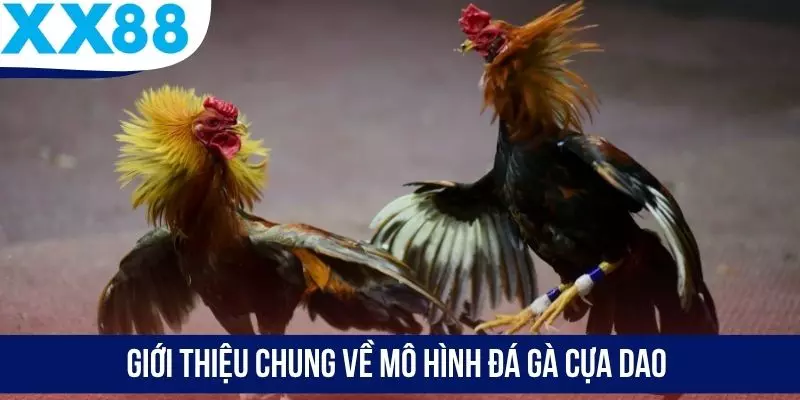 Giới thiệu chung về mô hình đá gà cựa dao